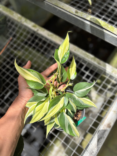PS0932 Philodendron Cream Splash - Mature