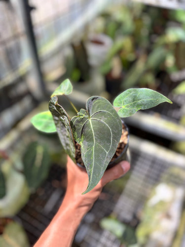 PS0935 Anthurium Forgetii x BOB Variegated