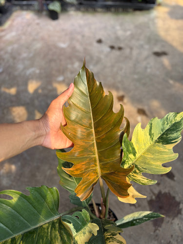 Philodendron caramel marble variegated - Mature