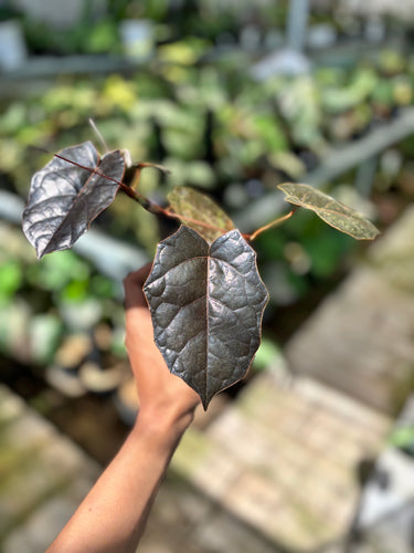Ps10-56 Pterisanthes Sp West Borneo (Piper Batman) - 2 Stem
