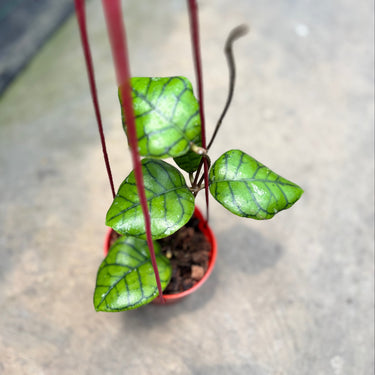 Hoya Callistophylla Chibi