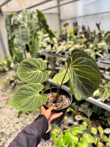 PS0950 Anthurium King Of Spades - Mature