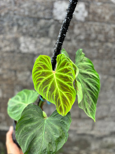 Philodendron Verrucosum