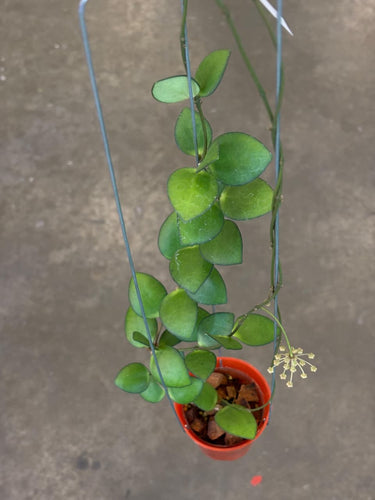 Hoya Incurvulla Palta Green
