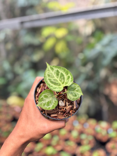 Anthurium Magna Hellboy x Boogie