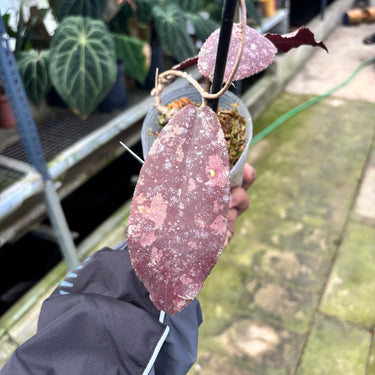 PS0905 Hoya Undulata Red