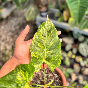 PS10-01 Anthurium Veitchii Variegated
