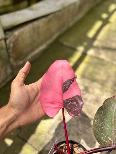 PS0928 Philodendron Pink Princess Black Cherry