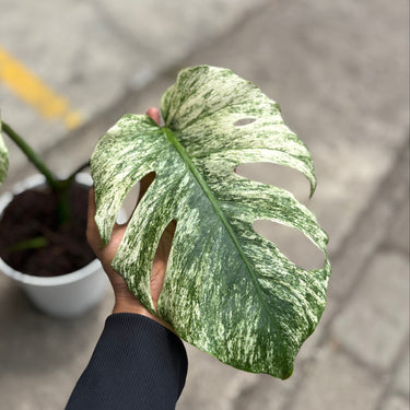 Monstera Java Sport