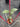 Hoya Rundumensis High Splash