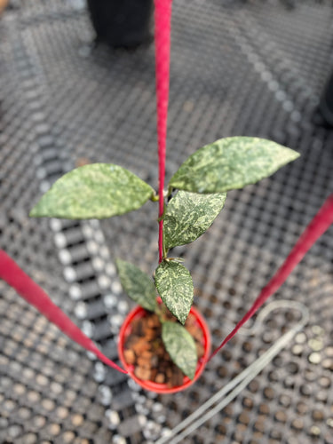 Hoya Rundumensis High Splash