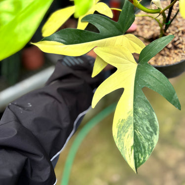 PS0922 Philodendron Florida Beauty - Halfmoon