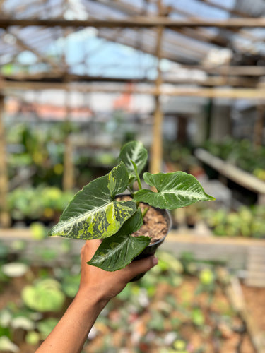 Syngonium scrambled eggs