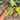 PS10-01 Anthurium Veitchii Variegated