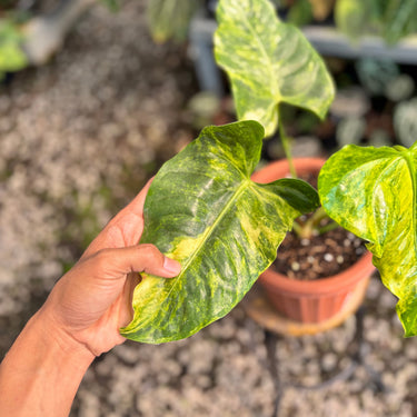 PS10-01 Anthurium Veitchii Variegated