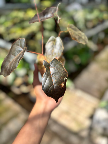 Ps10-56 Pterisanthes Sp West Borneo (Piper Batman) - 2 Stem