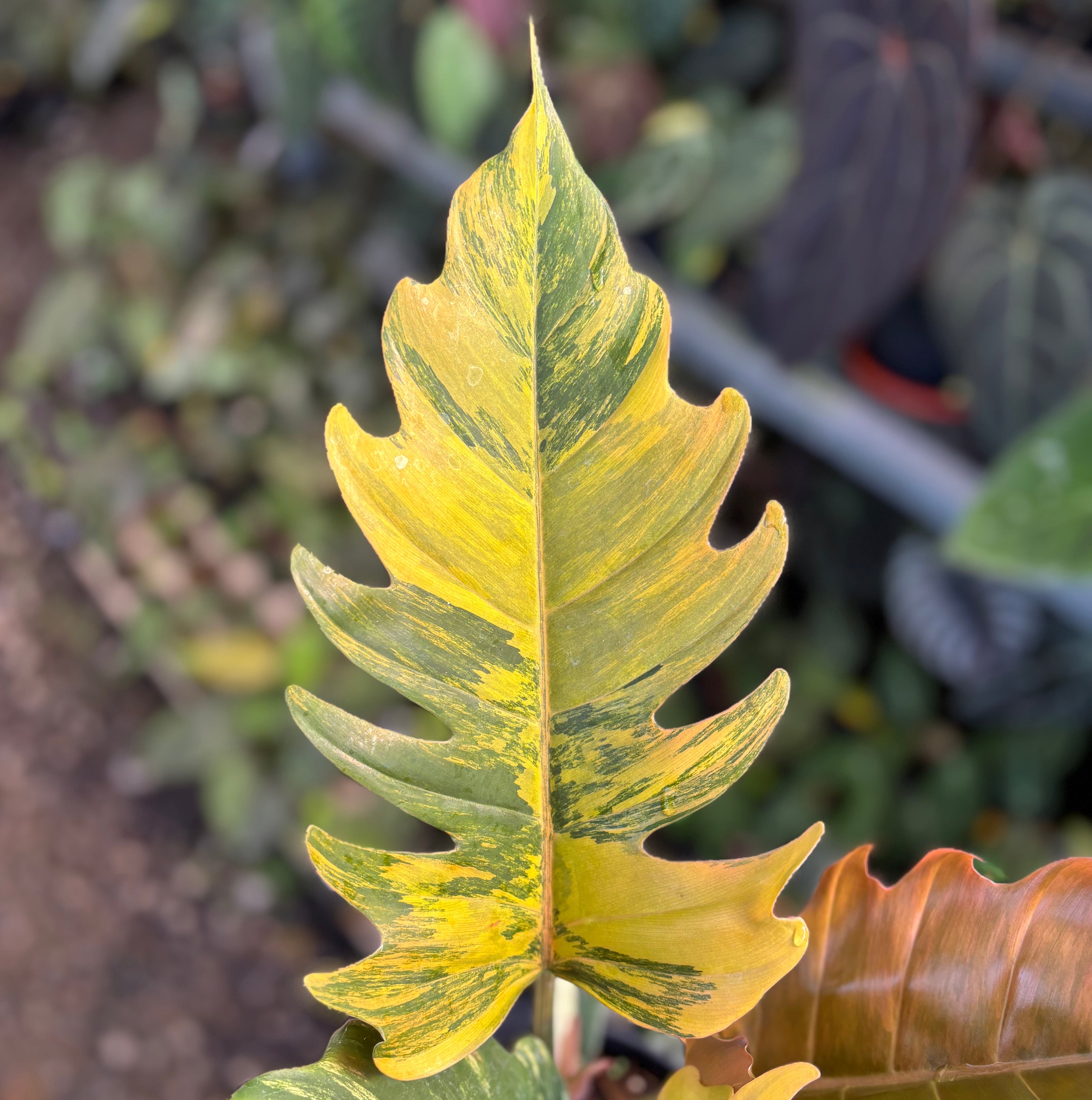 caramel marble philodendron price philippines Philodendron caramel marble variegated – Plantstop.us