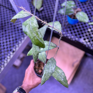 Hoya Clemensiorum From Silver Clone