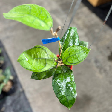 Hoya Calistophylla Turtle