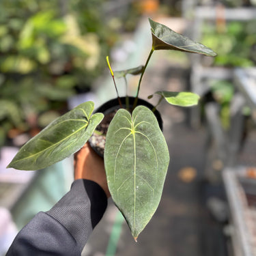 Anthurium Red Spider