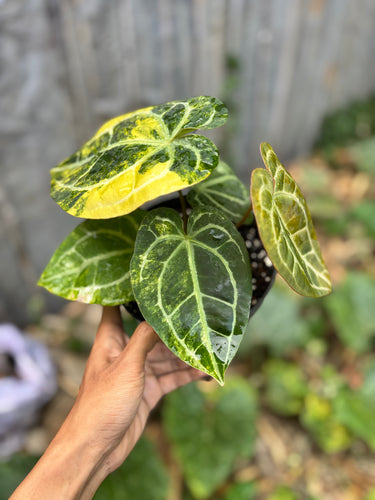 Ps10-52 Anthurium Forgetii Aus x Carla Michelle Variegated