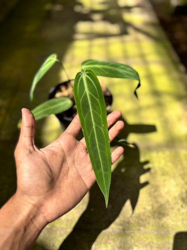 PS0923 Anthurium Warocqueanum - Medium
