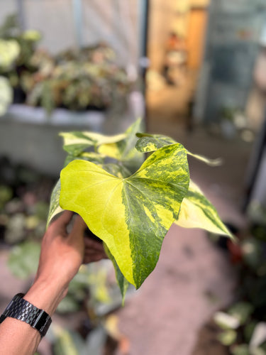 Anthurium Pterodactyl aurea variegated