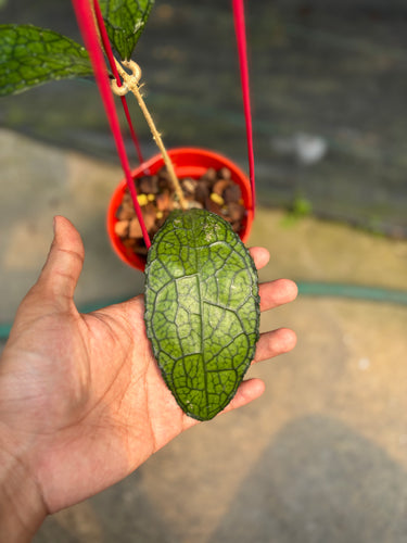 Hoya Clemensiorum Ancient Dragon