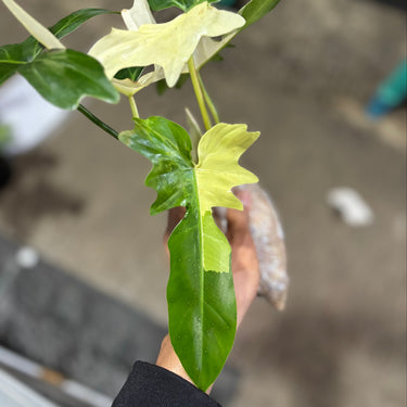 Philodendron Golden Dragon Variegated