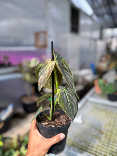 Ps10-27 Melanochrysum Variegated