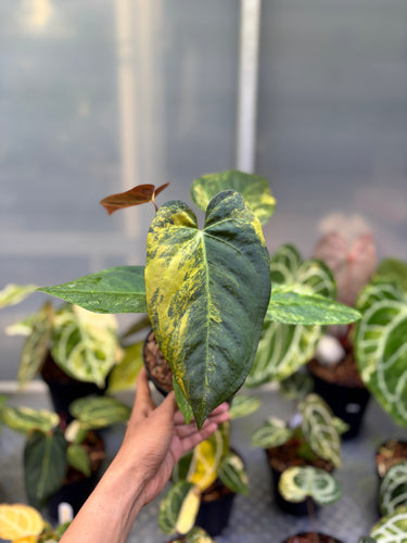 Anthurium Magna Porti x Papillilaminum Black Sweet Variegated