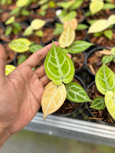 Anthurium Silver Hope Mint x Red Tiger