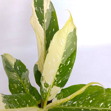 Diffenbachia Narrow