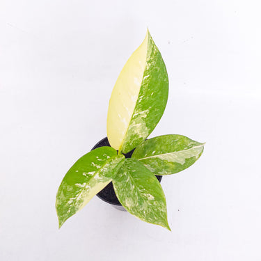Diffenbachia Round Variegated