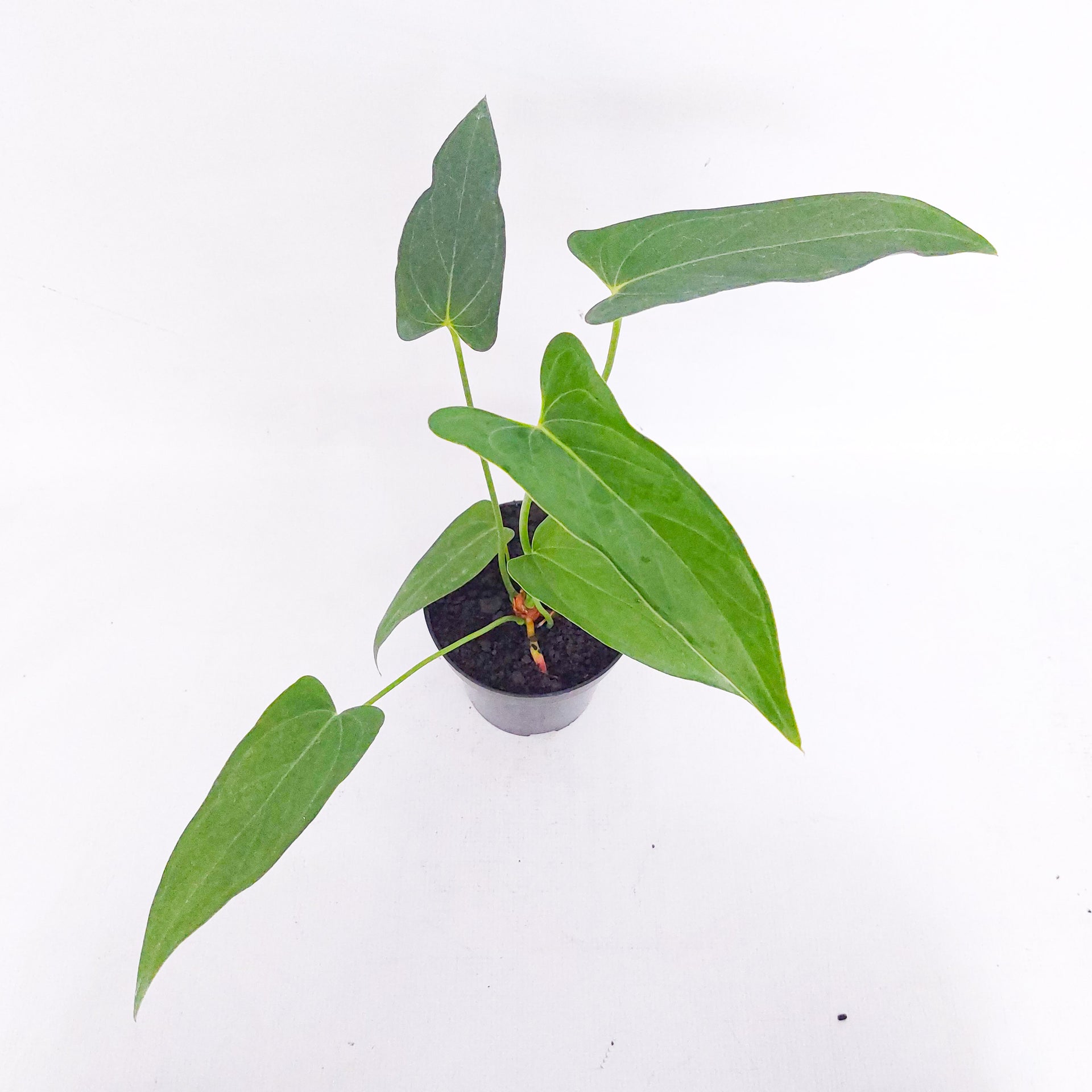 Anthurium Chiapense  Plantstop.us
