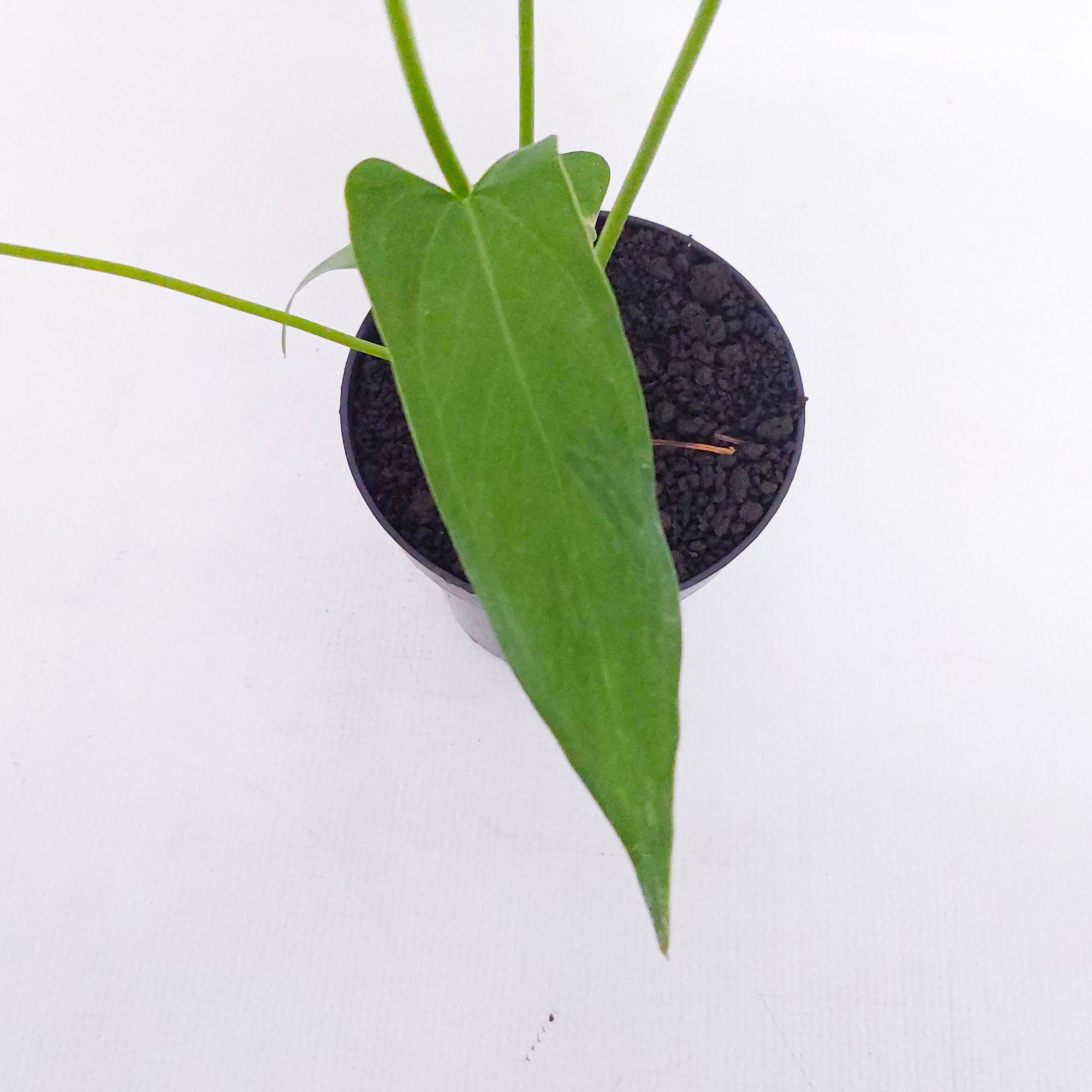 anthurium chiapense Anthurium Chiapense