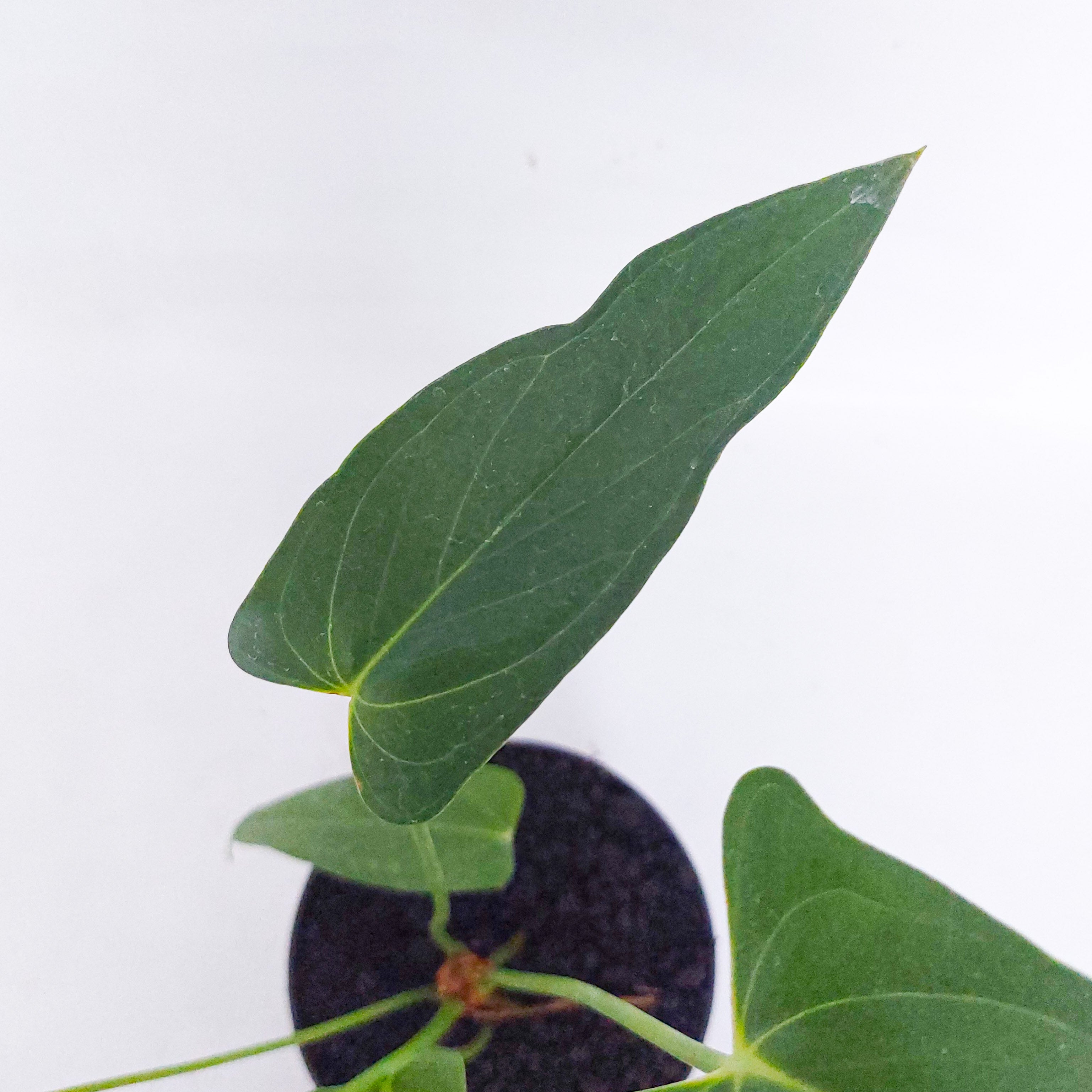 anthurium chiapense Anthurium Chiapense
