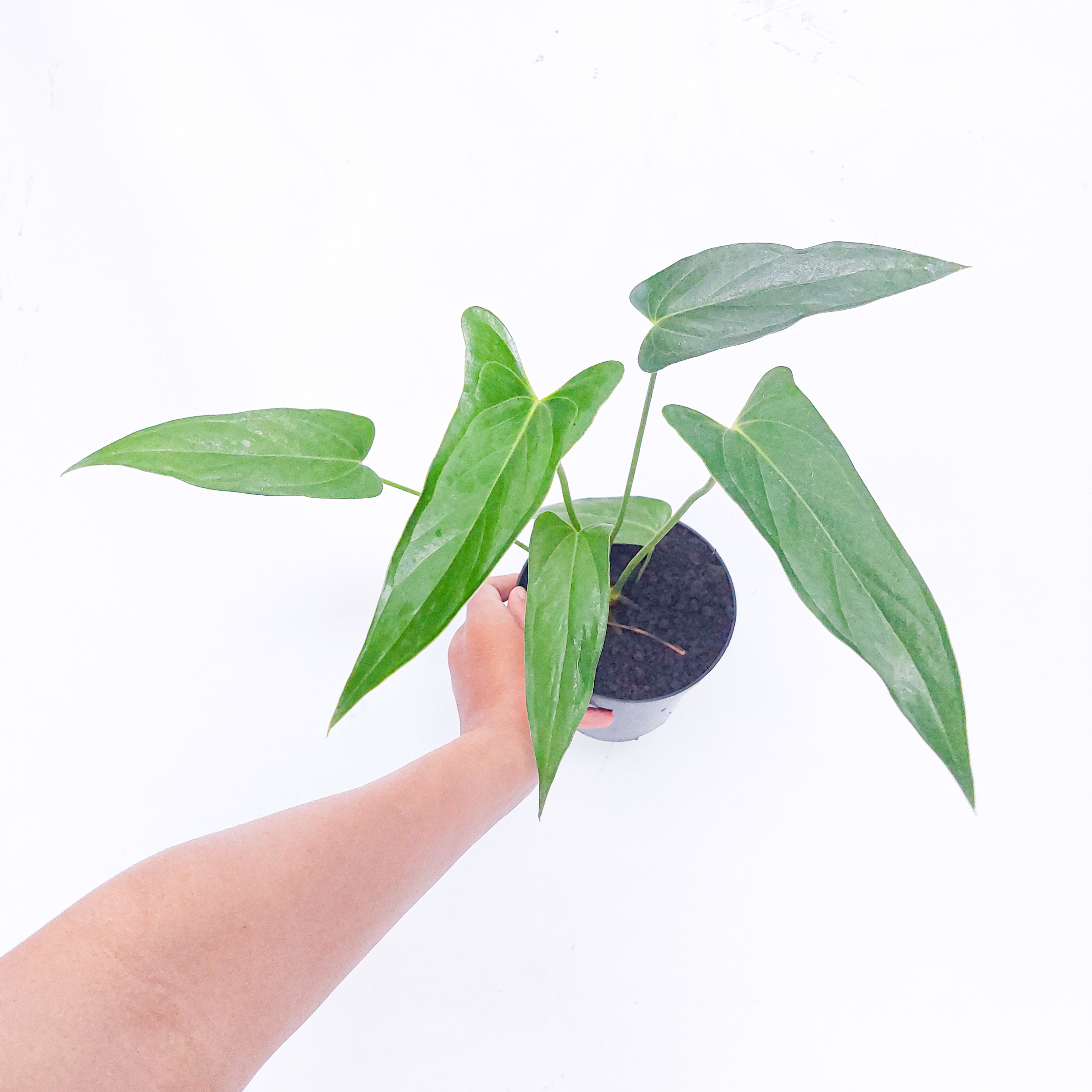 anthurium chiapense Anthurium Chiapense
