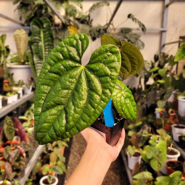 Anthurium Dark Phoenix x Luxurian
