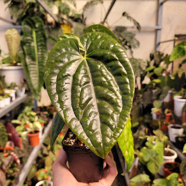 Anthurium Dark Phoenix x Luxurian