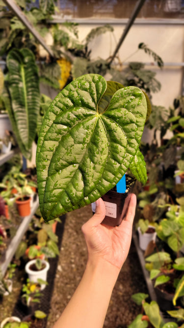Anthurium Dark Phoenix x Luxurian