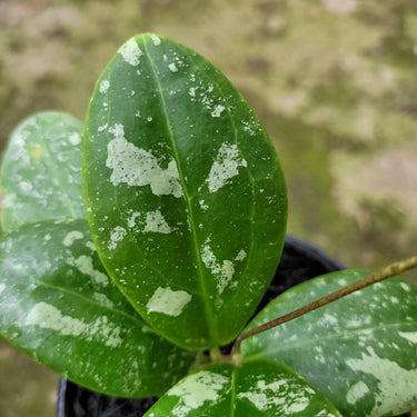 Hoya Rinzi Splash