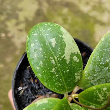 Hoya Rinzi Splash