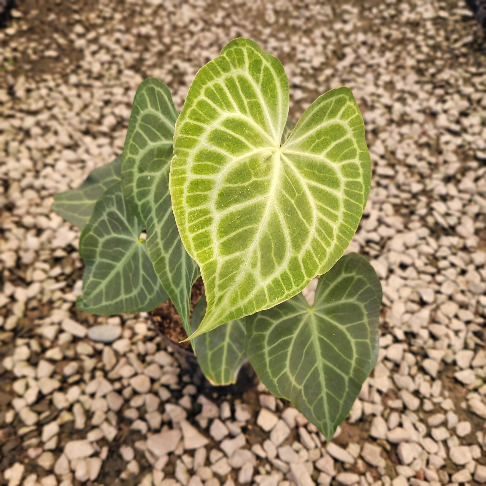 Anthurium Clarinervium x Warocqueanum – Plantstop.us