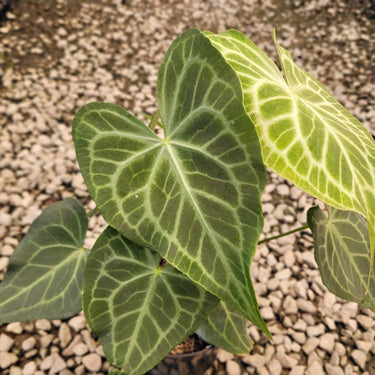Anthurium Clarinervium x Warocqueanum