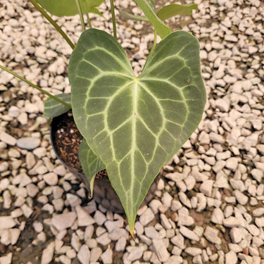 Anthurium Clarinervium x Warocqueanum
