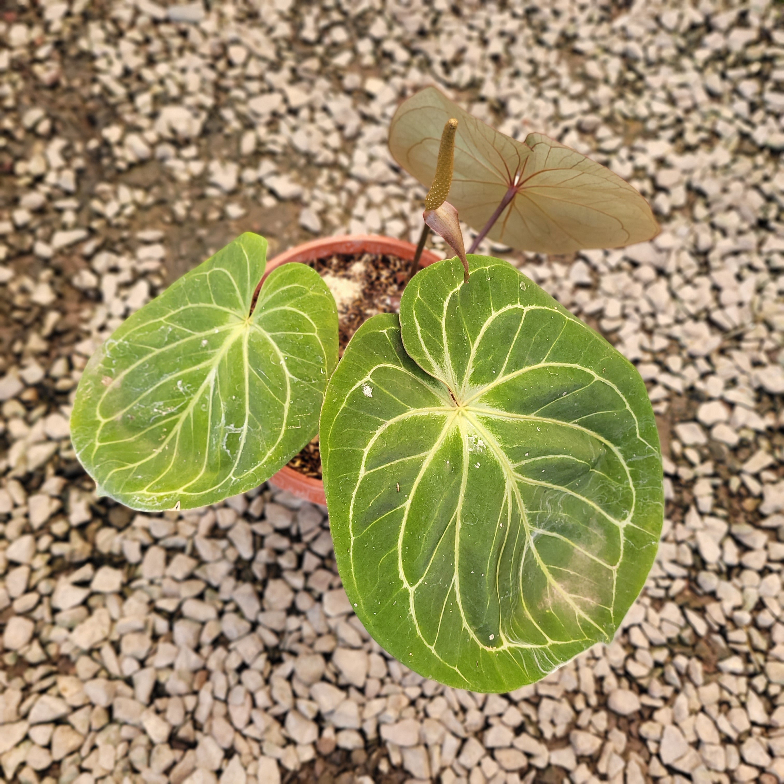 Anthurium King Of Spades Mother Size Plantstop us Anthurium King Of Spades Mother Size Plantstop us