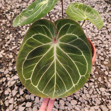 Anthurium King of Spades Mother Size