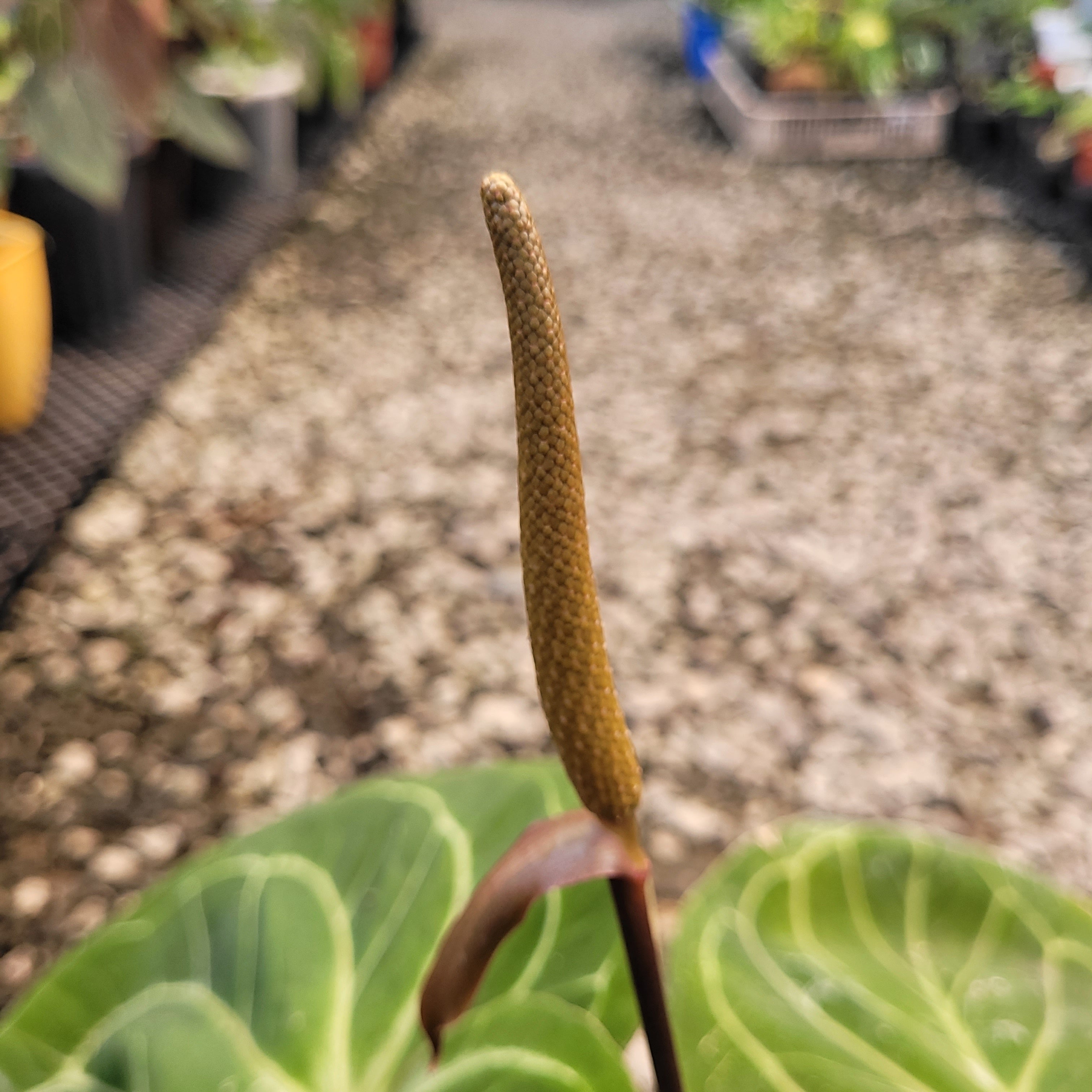 anthurium king of kings Anthurium King of Spades Mother Size – Plantstop.us