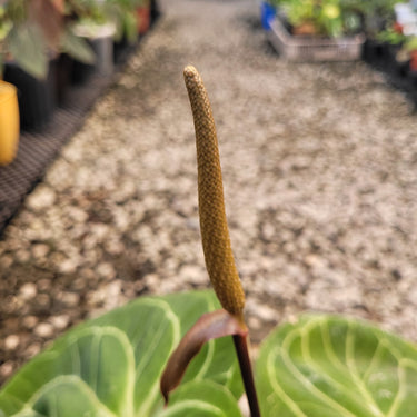 Anthurium King of Spades Mother Size